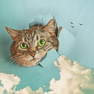 午夜男操女视频
